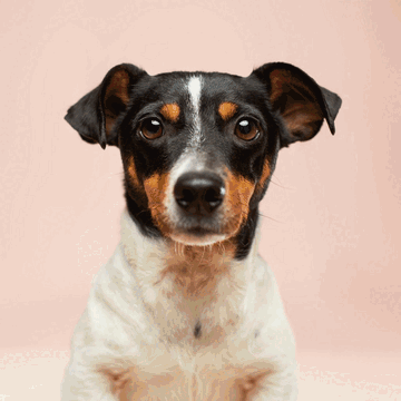 Pet-as-Human