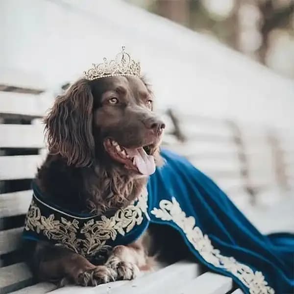 Royal Queen